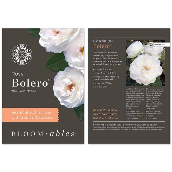 BLOOMABLES Bareroot Scentables Bolero Floribunda Rose Bush with