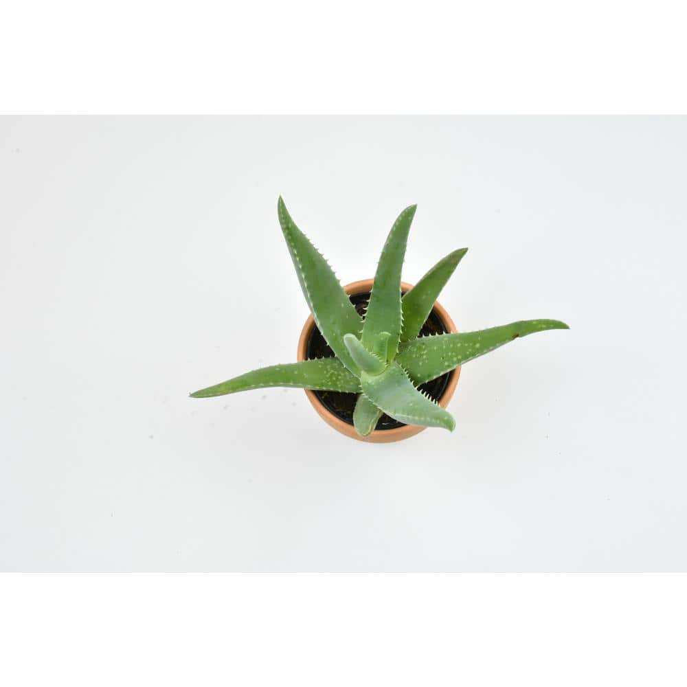 Small Aloe Vera Succulent in Terracotta Pot