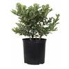 FLOWERWOOD 2.5 Gal - Premier Blueberry (Rabbiteye) Bush - Fruit-Bearing Shrub 56723FL