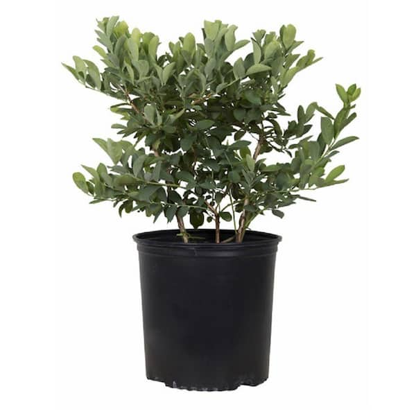 2.5 Gal - Premier Blueberry (Rabbiteye) Bush - Fruit-Bearing Shrub