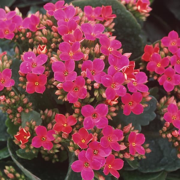 Vigoro 1.5 PT Kalanchoe Calandiva Mere' Pink Annual Plant