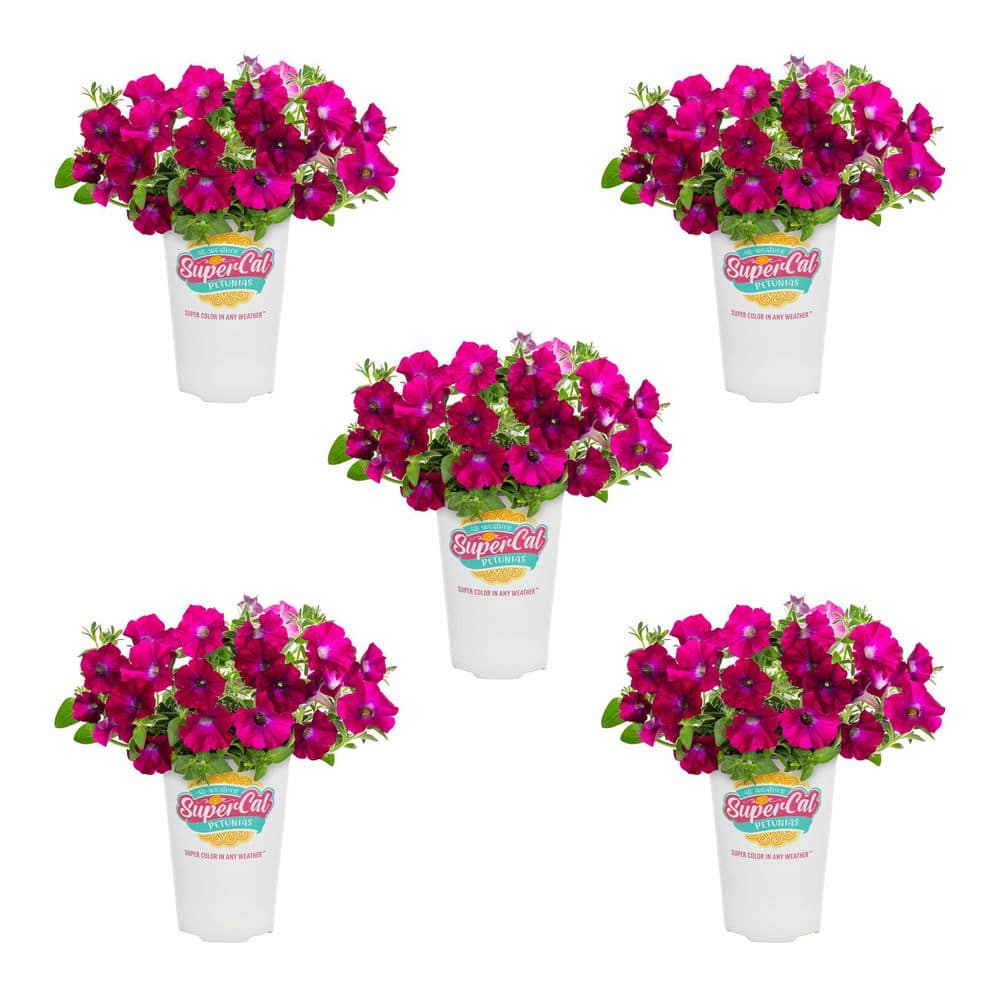 1.5 Pt.  Petchoa Petunia Blue Eyed Rose Pink Bicolor Annual Plant (5-Pack) price history on PriceWatchPro