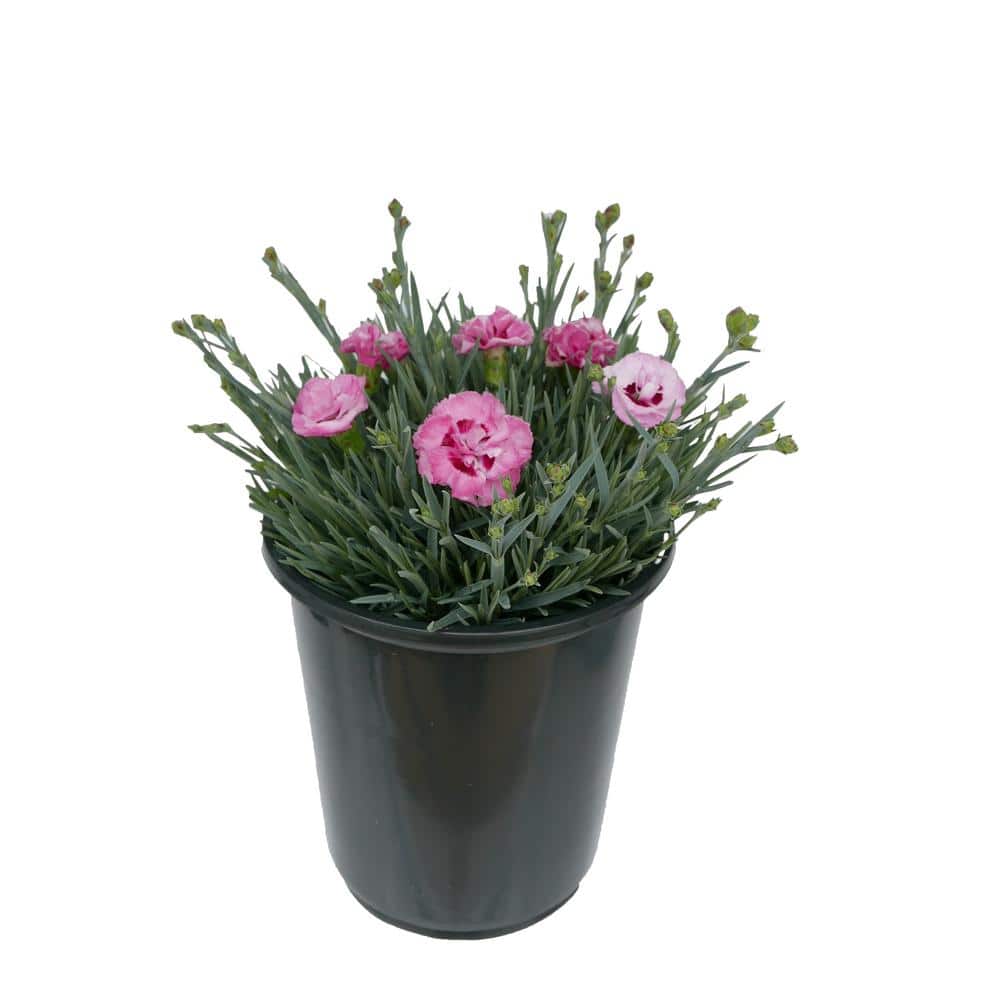 Perennial Carnation Raspberry Surprise 2.5 Qt.