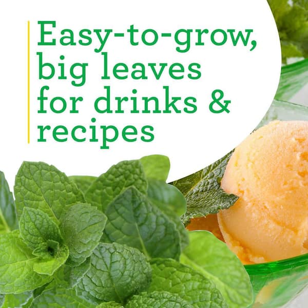 Bonnie Plants - 19 oz. Sweet Mint Herb Plant (2-Pack)