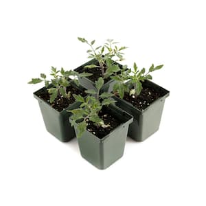 4 in. Big Beef Red Tomato Plant (4-Pack)