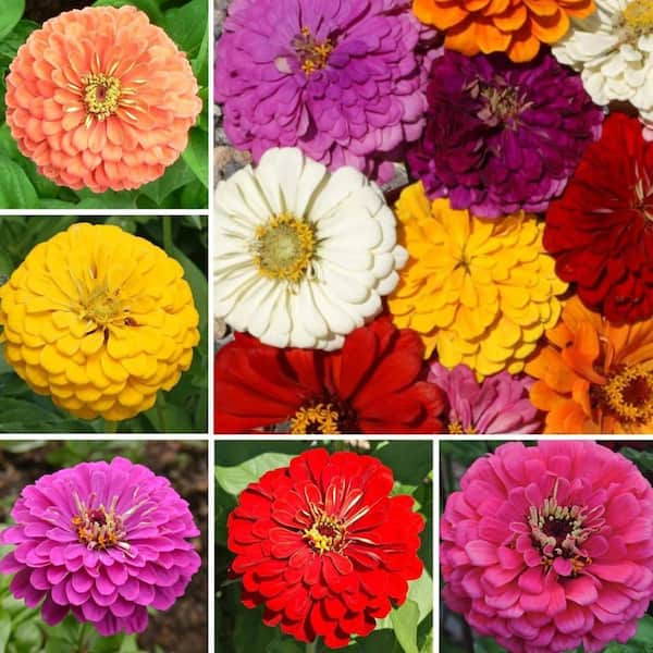 Cosmos Sunflower Zinnia Butterfly Wildflower Flower Seeds (4-Pack)  HPF6B4Y67J - The Home Depot