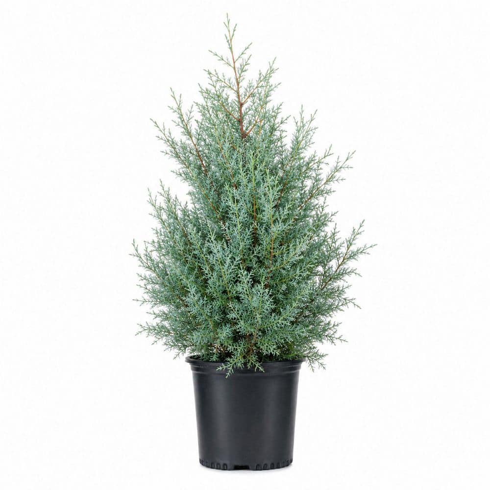 FLOWERWOOD 2.5 Gal. Carolina Sapphire Arizona Cypress (Cupressus
