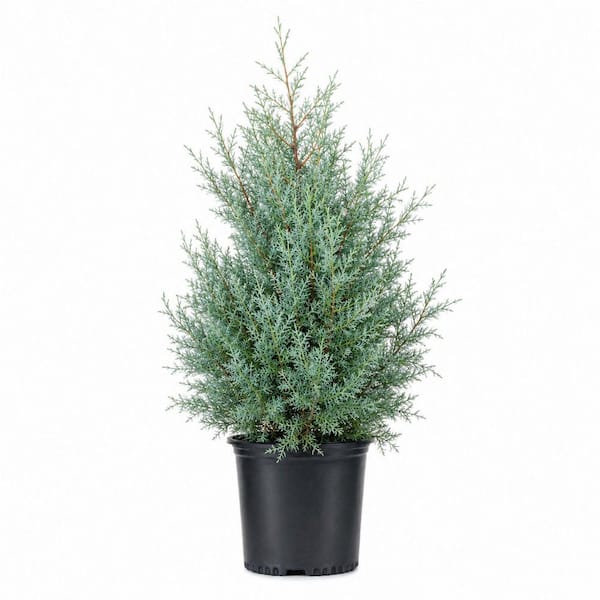 2.5 Gal. Carolina Sapphire Arizona Cypress (Cupressus Arizonica) Fast-Growing Evergreen Tree for Privacy