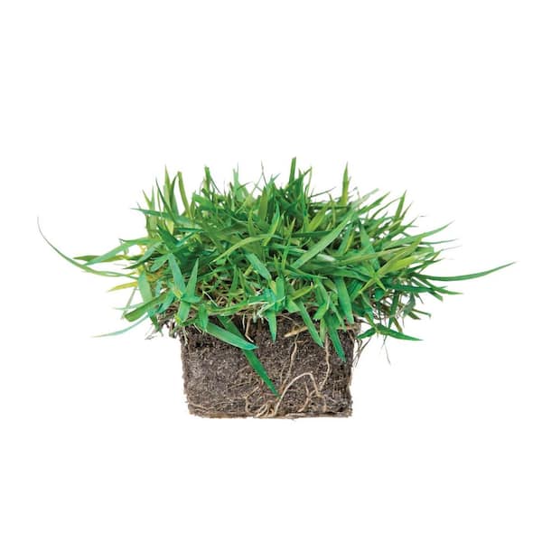 Sod Pods Zoysia Grass Sod Plugs (32-Count) Natural, Affordable
