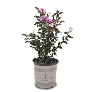 3 Gal. Lavender Lace Crape Myrtle Tree with Lavender Blooms
