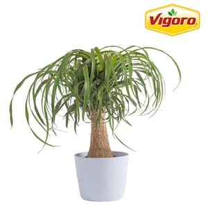 Ponytail Palm Indoor Plant in 6 in. White Decor Planter, Average Shipping Height 1-2 ft. Tall