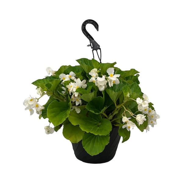 Pure Beauty Farms 4.73L. Begonia Green Leaf White Flower 10 in. Hanging Basket