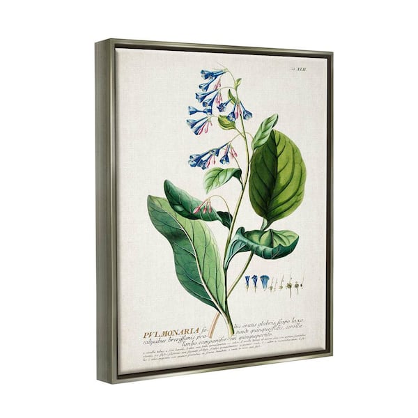 Stupell Industries Botanical Plant Illustration Flowers And Leaves Vintage  Design Canvas Wall Art by Unknown, 16 x 20, Canvas