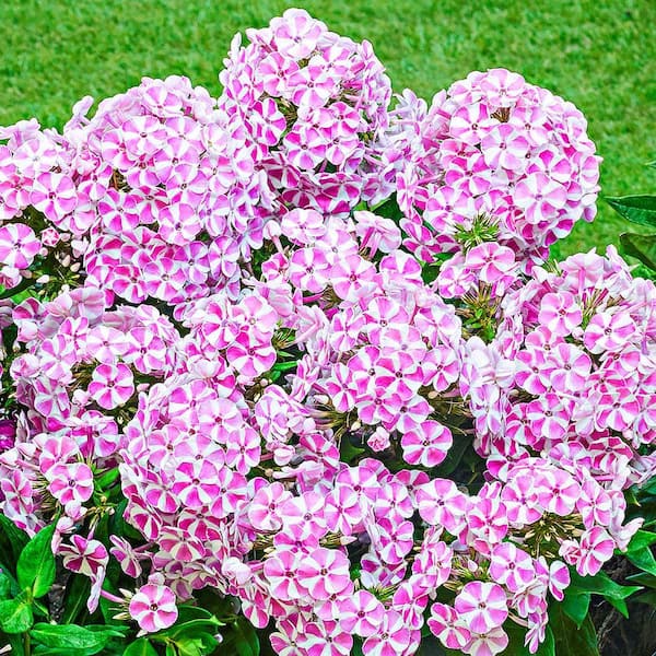 Spring Hill Nurseries Candy Crush Bambini White and Pink Flowering