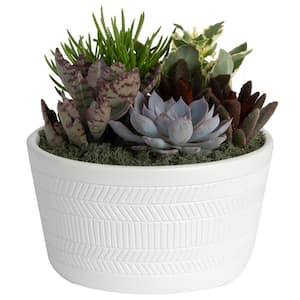 Indoor Cacti and Succulent Garden in 6 in. White Ceramic Bowl, Avg. Shipping Height 8 in. Tall
