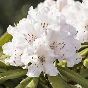 3 Gal. Floramore Azalea White Shrub with White Flowers