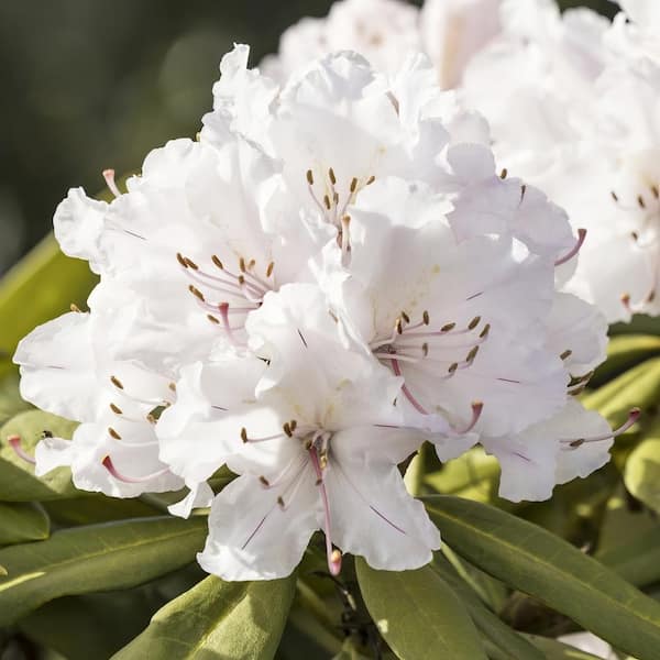 national PLANT NETWORK 3 Gal. Floramore Azalea White Shrub with White Flowers