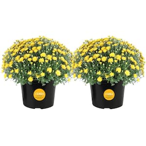 Yellow Ready to Bloom Fall Chrysanthemum Outdoor Plant in 3 Qt. Grower Pot, Avg. Shipping Height 1-2 ft. Tall (2-Pack)