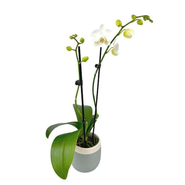 16 in. Premium Live Orchid Plant Blooming in 3.5 in. Blue and White Orchid Pot for Home Decor, White
