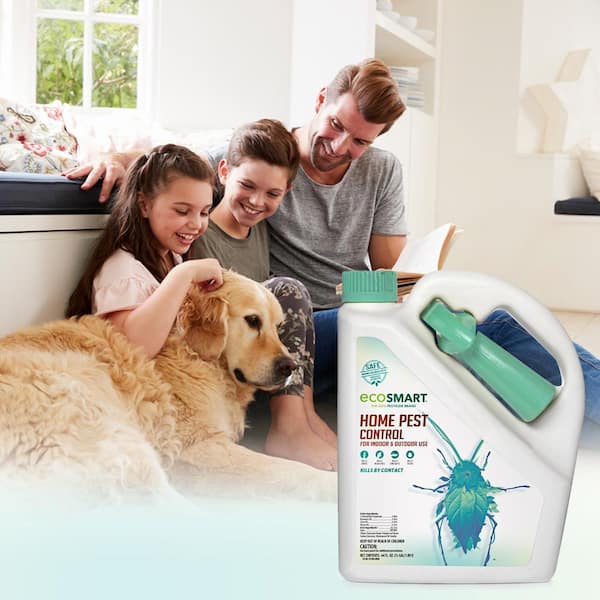 10 Organic Solutions for Comfortable Pest Control