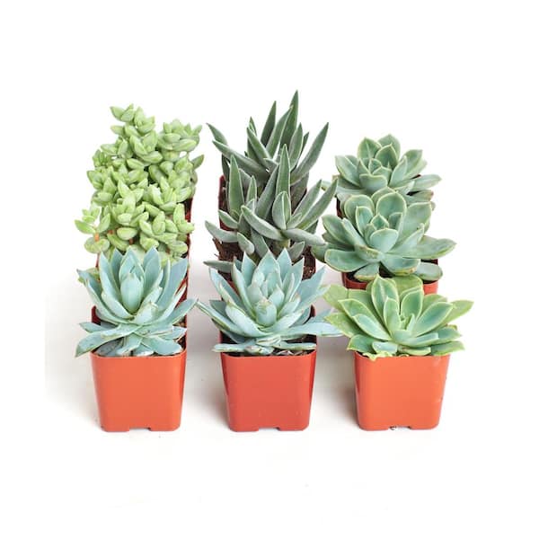 Shop Succulents 2 in. Blue/Green Collection Succulent (Collection of 9)