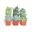 https://images.thdstatic.com/productImages/ce6ea71f-b4d8-4f7c-896d-23c0920b0de4/svn/shop-succulents-succulents-bg9-64_65.jpg