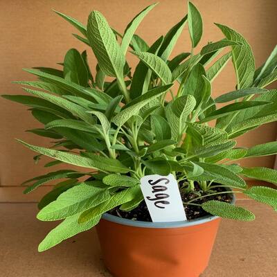 5.5 in. Sage Culinary Herb Plant