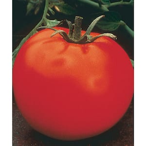4 In. Celebrity Plus Tomato Fruit Plant (6-Pack)