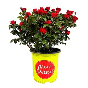 2 Gal. Meet Petite Knock Out Live Rose Bush with Red Flowers