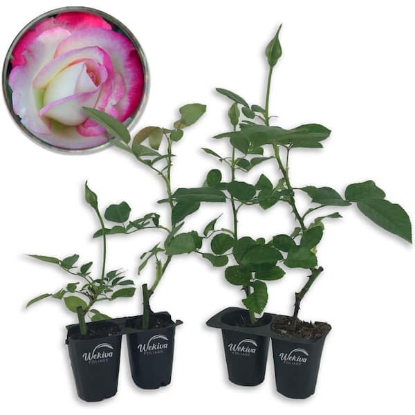Wekiva Foliage Cherry Parfait Rose Bush 4-Live Starter Plants in 2 in. Pots-Beautiful Rose from Florida