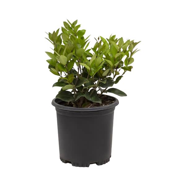 ALTMAN PLANTS 1 Gal. Ligustrum Japonicum Texanum Shrub Plant