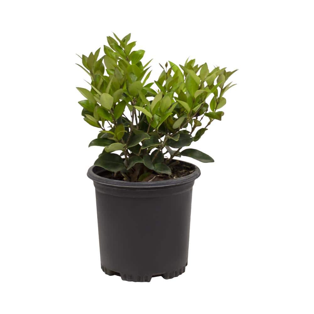 Waxleaf Ligustrum Upright White Blooming Shrub