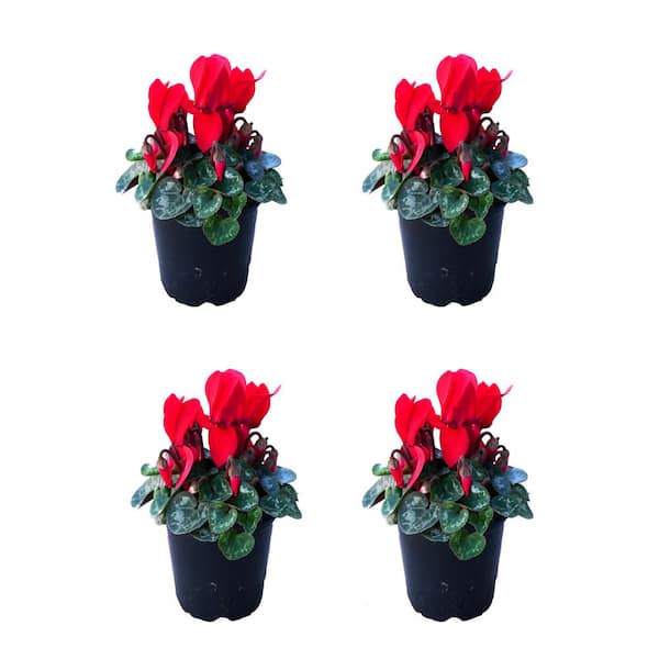 Unbranded Annual Cyclamen Red 1.0 PT (4-Pack)