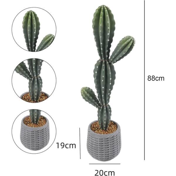 Pianta Euphorbia Royleana - Cactus Succulenta Per Arredamento Casa