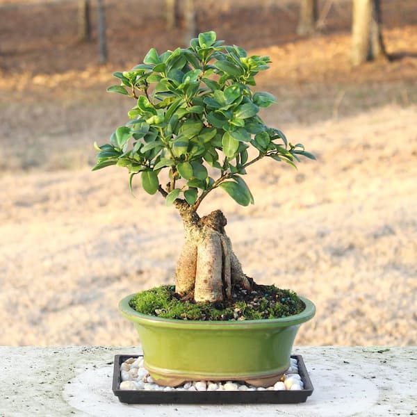 Brussel's Bonsai 8-In Gensing Grafted Ficus In Clay Planter