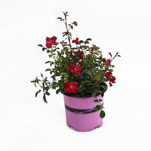 8 in. Rose, Flower Carpet Red Rose Plant