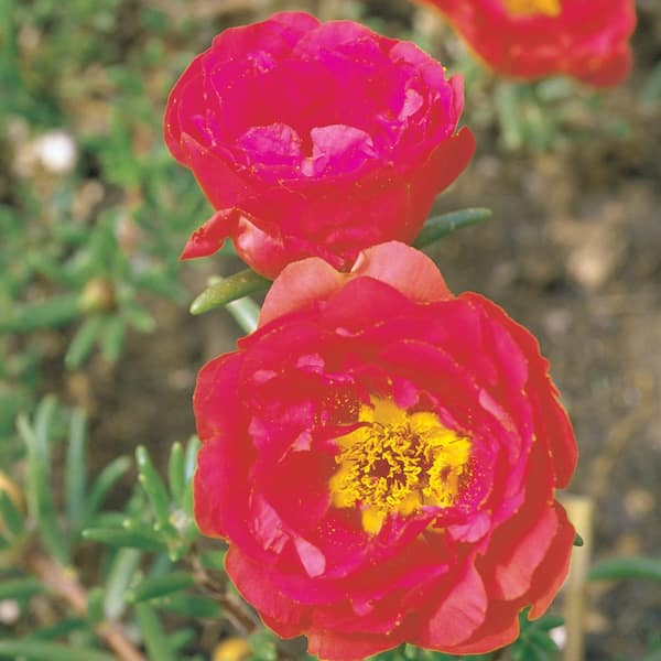 ALTMAN PLANTS 4.4-Pint Red Moss Rose Purslane Plant (12-Pack) 9014