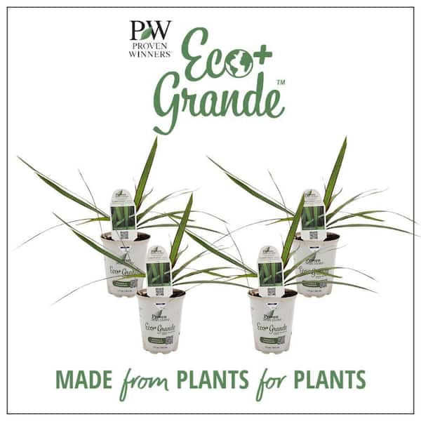 PROVEN WINNERS 4.25 in. Eco+ Grande Cordylena Jade Madagascar Dragon Tree (Dracaena Marginata) Live Annual Plant 4-Pack