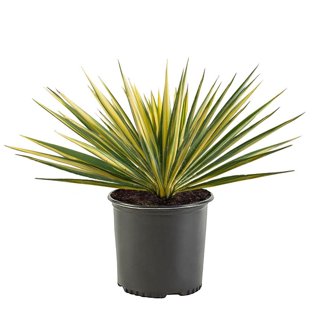 2.25 Gal. Color Guard Yucca Shrub Plant with Creamy White and Dark Green Fo
