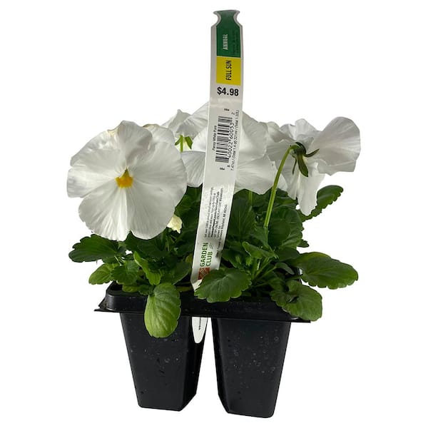 1.27 Qt. Delta White Pure Pansy Plant (6-Pack) 600532 - The Home Depot