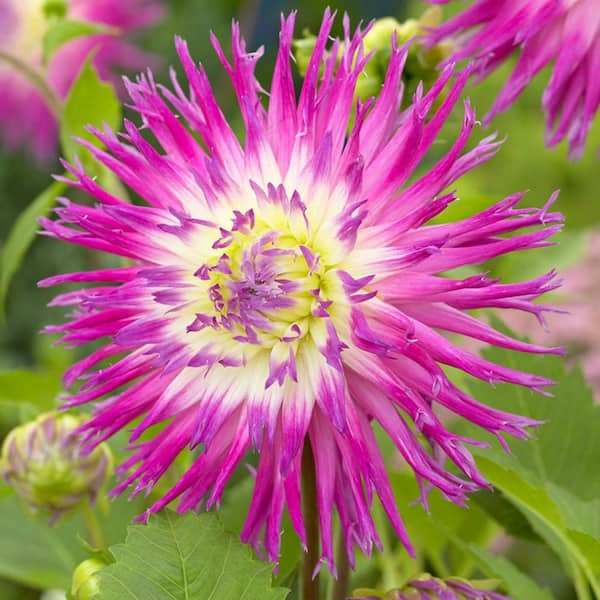 VAN ZYVERDEN Dahlias Veritable (Set of 5 Bulbs)