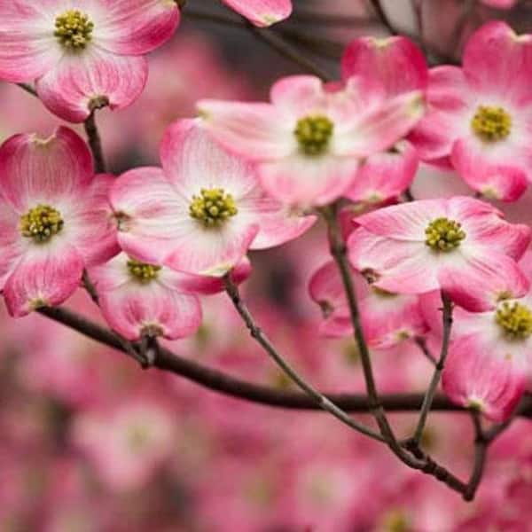 7 Gal. Cherokee Chief Dogwood Flowering Deciduous Tree with Pink Flowers