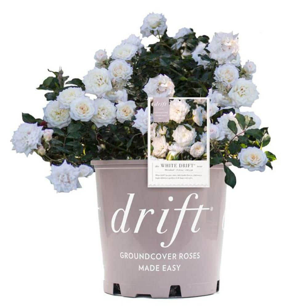 Drift 2 Gal. White Rose Plant with White Flowers 17231 - The Home