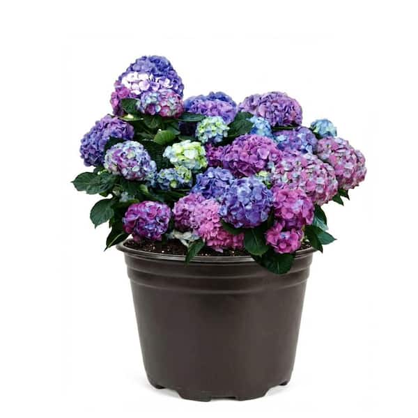 3 Gal. L.A. Dreamin Hydrangea (macrophylla) Live Multi-Colored Flowering Shrub with Pink, Blue, and Lavender Flowers