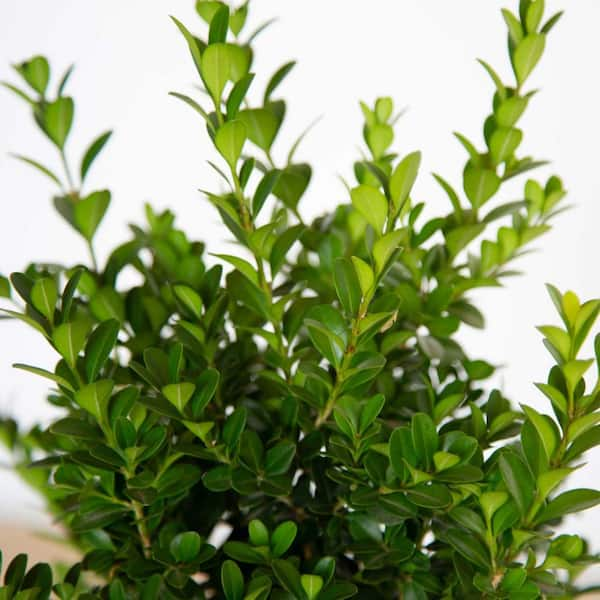 2 Gal. Boxwood Baby Gem, Live Shrub Plant, Glossy Green Foliage