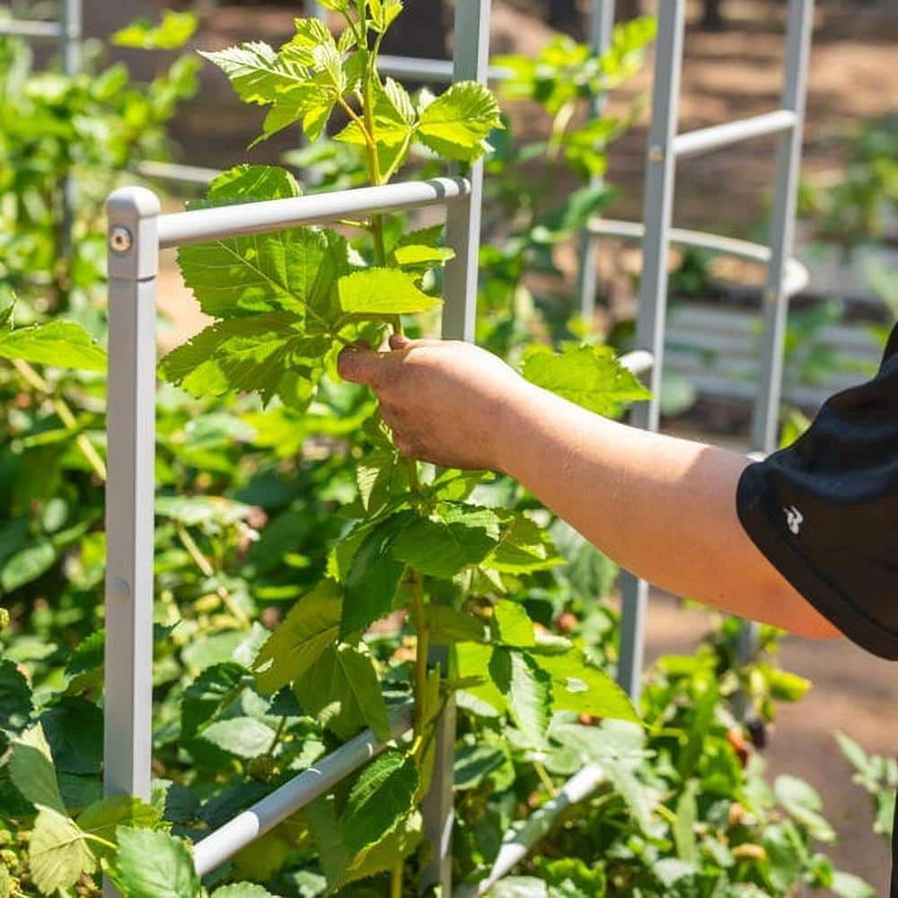 Modular Metal Trellis System for L-Shaped Garden Beds