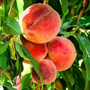 プルメリア Del Ray Peach fruit-trees-pchbig07g-64_300.jpg
