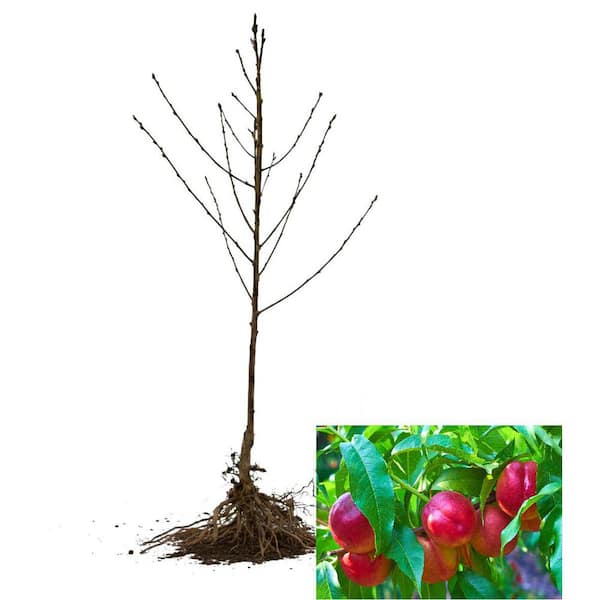 Flavortop Nectarine Tree Bare Root