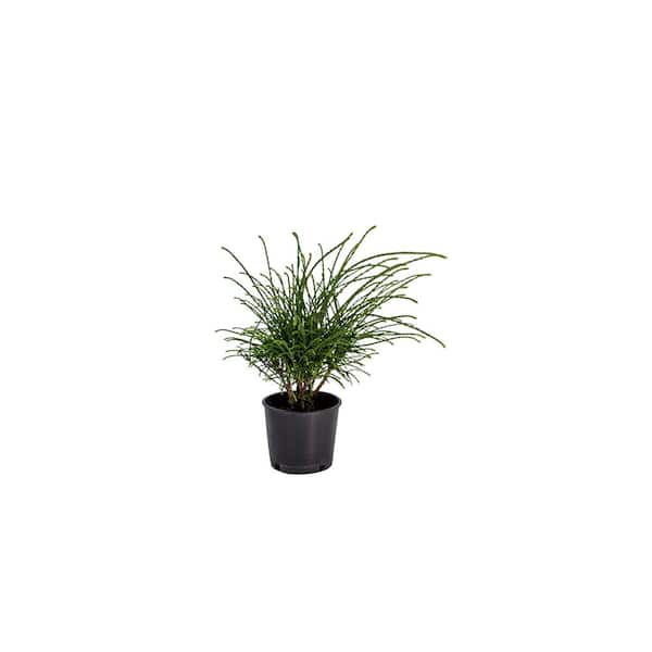 3 Gallon Pot, Whipcord Western Red Cedar, Evergreen Shrub (1-Pack)