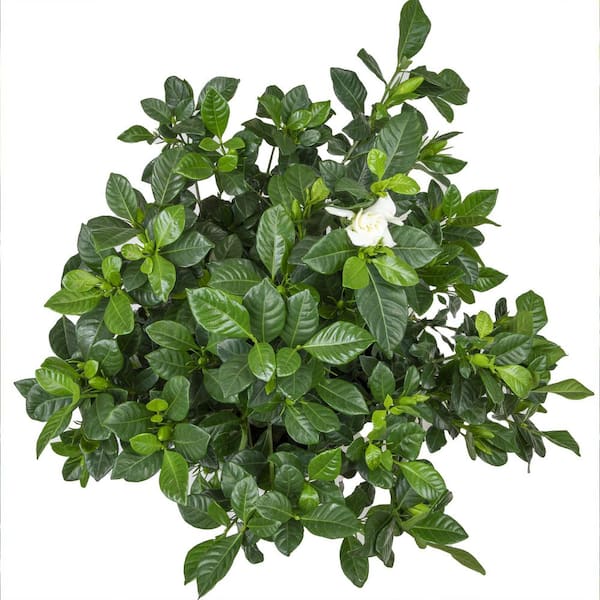 ALTMAN PLANTS Gardenia Jasminoides August Beauty Cape Jasmine